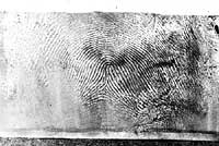 Fingerprint lifted from powdered latex glove