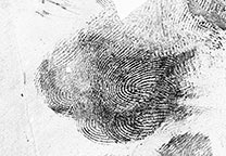 Mit GLScan digitalisierter Fingerabdruck von der mit schwarzer Gellifter (Gelatinefolie) abgezogenen Spur auf der Tasse nach Spiegelung und Invertierung