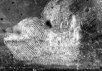 Mit GLScan digitalisierter Fingerabdruck von der mit schwarzer Gelatinefolie abgezogenen Spur auf dem Gebäckkarton nach Spiegelung