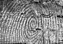 Mit GLScan digitalisierter Fingerabdruck von der mit schwarzer Gellifters (Gelatinefolie) abgezogenen Spur auf dem Hammergriff nach Spiegelung