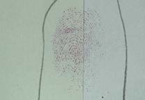 Fingerabdrücke auf Papier mit 5-MTN (linke Hälfte) und Ninhydrin (rechte Hälfte) sichtbar gemacht
