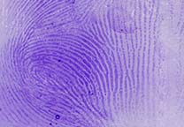 Fingerabdruck auf einem transparenten Klebeband mit Kristallviolett sichtbar gemacht.