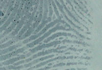 Ausschnitt eines mit Sudanschwarz gefärbten Abdrucks auf einer durchsichtigen Plastiktüte(PE)