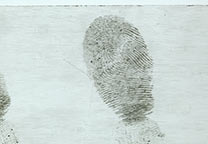 Fingerabdruck auf transparentem Packband entwickelt mit nassem Puderschwarzem und fotografierte gegen einen weißen Hintergrund.