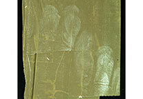 Mehrere Fingerabdrücke auf der Klebeseite von übereinander liegenden braunen Klebebandstreifen, die von einem Karton mittels sogenannte „türkischer Lösung“ abgelöst und dann mit Nasspulver Weiß-Lösung sichtbar gemacht wurden