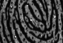 Ein Teil der gescannten Fingerabdrücke (1: 1). Das größere Bild ist ebenfalls 1: 1, zeigt aber einen größeren Bereich des Abdrucks.