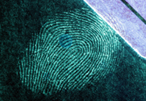 Fingerabdruck auf blauer Metalloberfläche sichtbar gemacht mit SPR UV, Anregung mit UV-Licht (365nm)