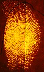 Fluorescing fingerprint treated with DFO (left) and IND