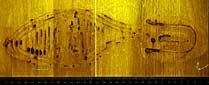 Fluorescence of a shoeprint in blood stained with Acid Yellow 7