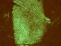 Fingerprint on white plastic, developed with CA and stained with Basic Yellow 40
