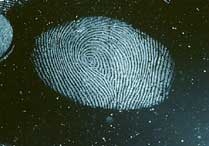 Untreated fingerprint lifted with a black gelatin lifter