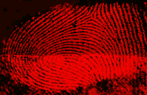 Fingerprint on white plastic, developed with CA and stained with Safranine O (top) and Basic Red 28 (bottom)