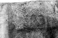 Fingerprint lifted from powdered latex glove