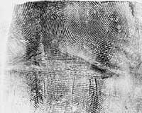 Fingerprint lifted from powdered latex glove