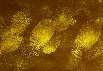 Fluorescence of the fingerprints developed with 1,2-IND.