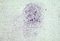 Fingerprint on white paper developed with ninhydrin.