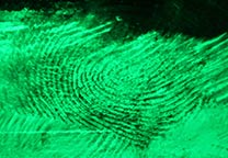 Detail of can wrapper fumed with cyanoacrylate and stained with Basic Yellow 40. Excitation: 450 nm, filter: 495 nm.