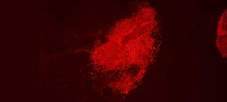 Fluorescentie van de opgenomen afdruk (excitatie 505 nm, OG590 filter).