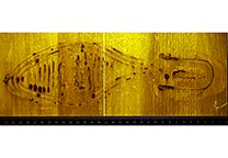 Fluorescence of Acid Yellow 7 stained shoeprint in blood.