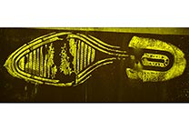 Fluorescence of stained shoeprint after lifting with a white gelatin lifter (2nd lift, image flipped). Fluorescence induced with blue-green light.