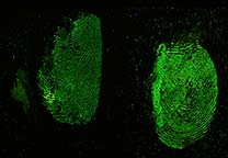 Fluoreszenz der Fingerabdrücke mit Blut nach der Behandlung mit Acid Yellow 7