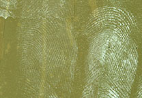 Detailopname van de vingerafdrukken op bruine verpakkingstape die losgeweekt is met Turks oplosmiddel en ontwikkeld met Wet Powder wit.