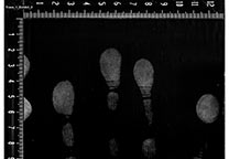 Scanned fingerprints on a black gellifter 9x13 cm.