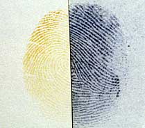 Fingerprint developed with iodine, the right part fixed with benzoflavone